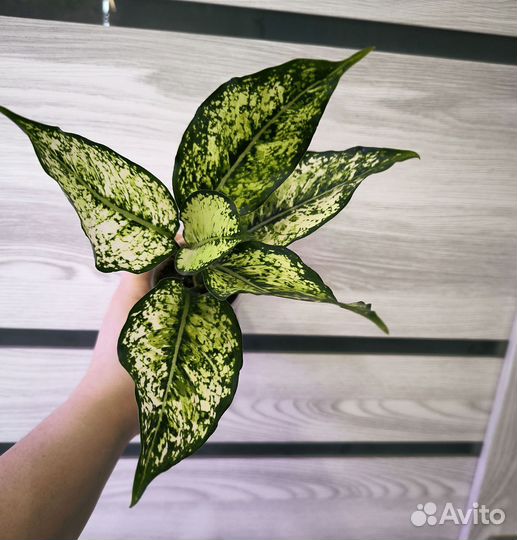 Аглаонема ферст даймонд