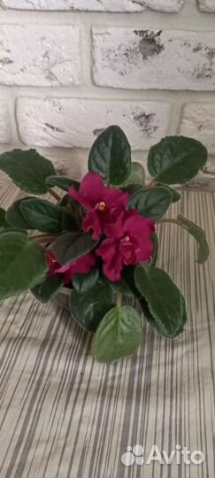 Комнатные растения