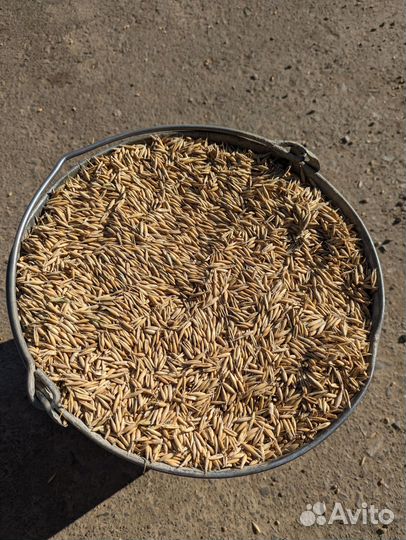 Пшеница, овёс, просо, ячмень