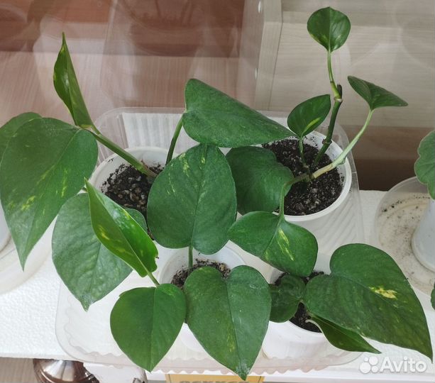 Сциндапсус золотистый / ауреум лиана