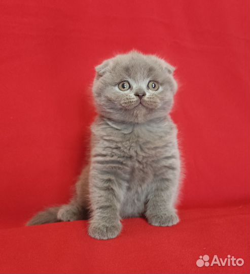 Шотландские лапусики