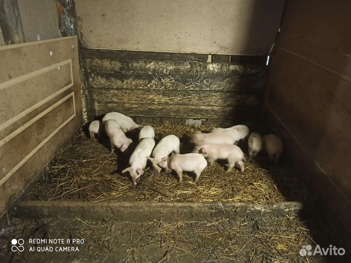 Продам поросят