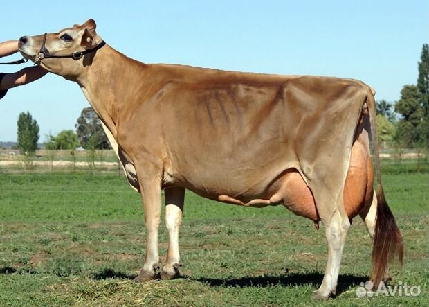 Искусственное осеменение крс