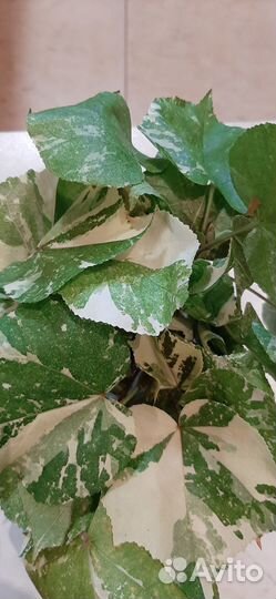 Гибискус липолистный, паслён, гинура вар. и другие