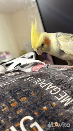 Попугай корелла с клеткой