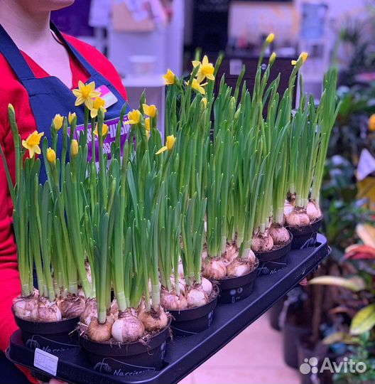 Луковицы нарциссов, крокусов, гиацинтов