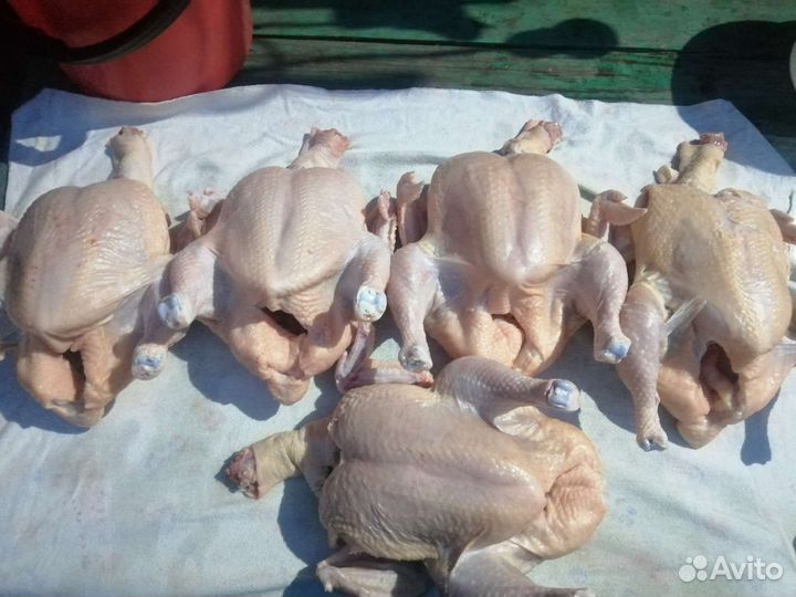 Утки селезни, индоутки