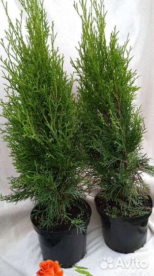 Можжевельник