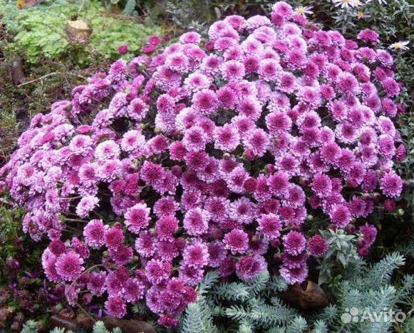 Мультифлора хризантема