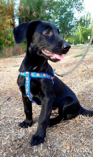 Собаки бесплатно в добрые руки щенки