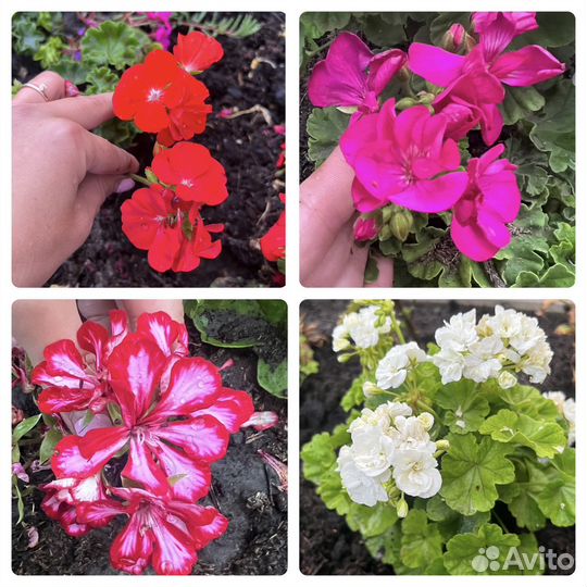 Пелларгония герань