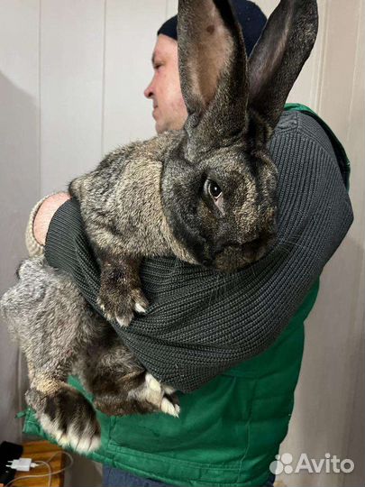 Кролики, самки, самцы, фландры