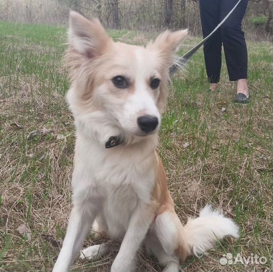 Альма ищет дом