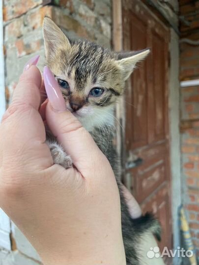 Котята в добрые руки даром