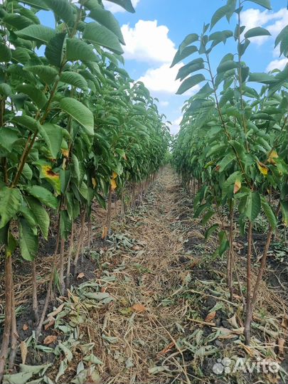 Саженцы Черешни опт