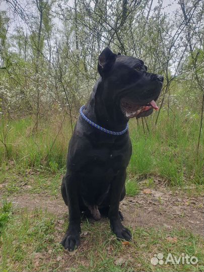 Ошейник-удавка из паракорда на заказ