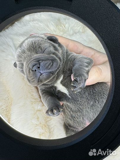 Французский бульдог в голубом окрасе