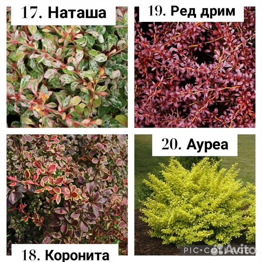 Барбарис декоративный (саженцы, сорта в описани