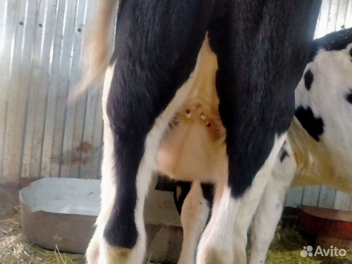 Тёлки голштинки козы козлята