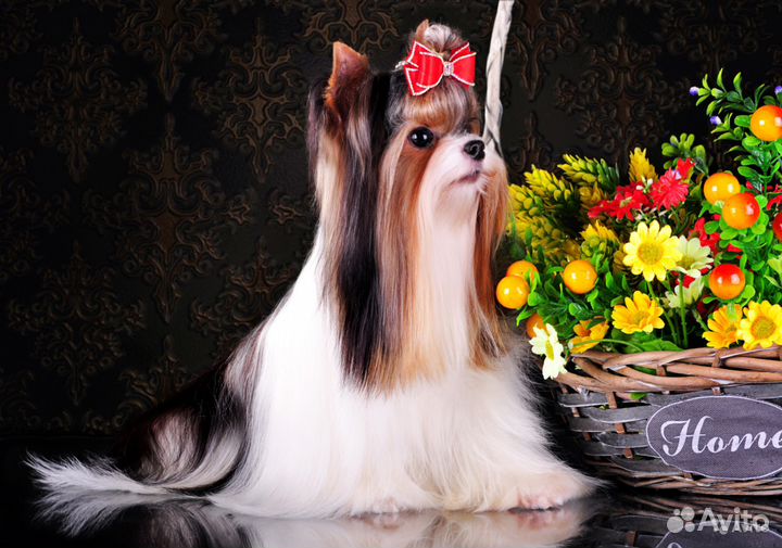 Мини Бивер шикарный кобель для вязки питомник РКФ