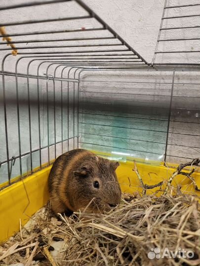 Морская свинка с клеткой бесплатно