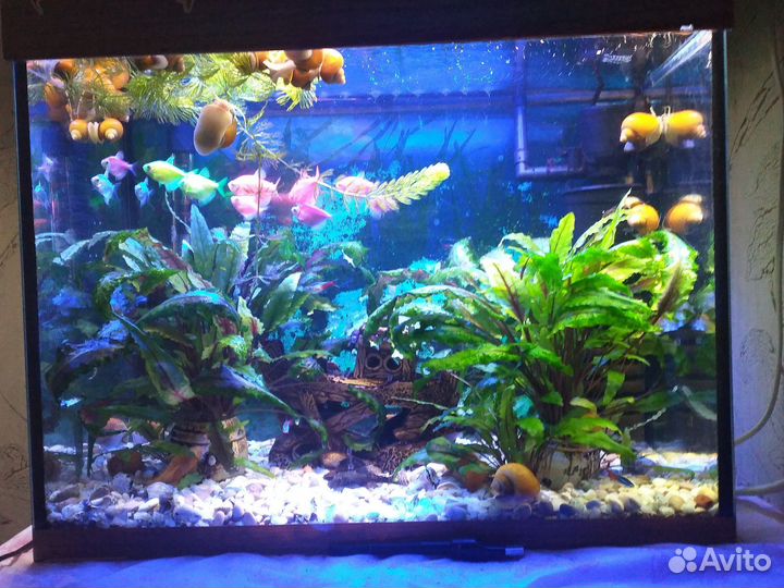 Аквариум
