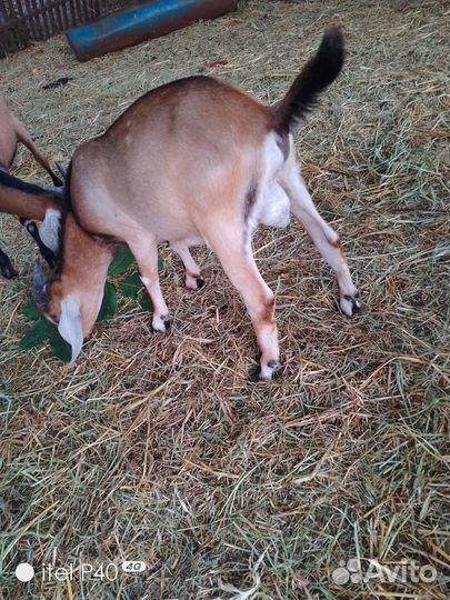 Козлы на племя