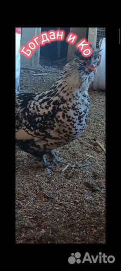 Павловские куры (серебро)