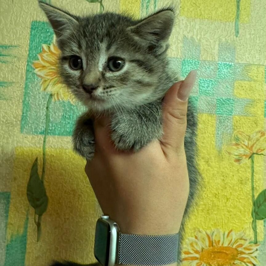 Котенок мальчик 1.5 мес