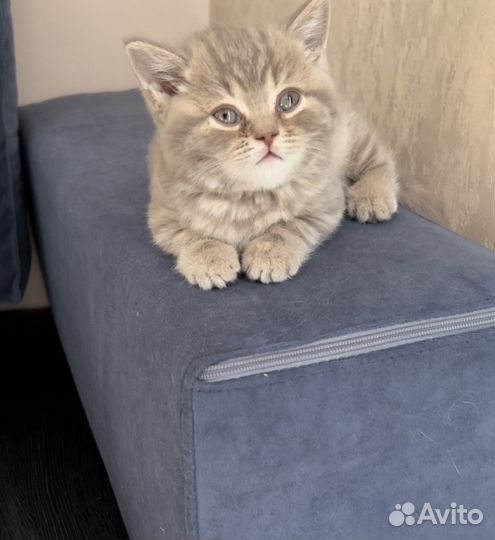 Британские котята
