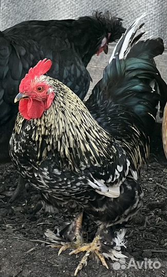 Карликовые петухи