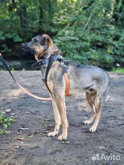 Собака в добрые руки отдам бесплатно