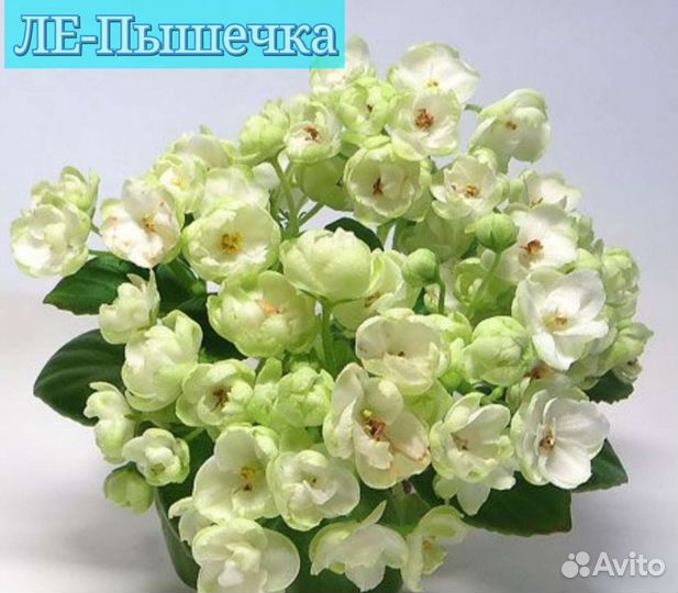 Детки сотовых мини фиалок