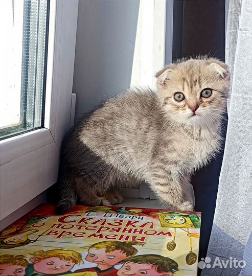 Британские котята