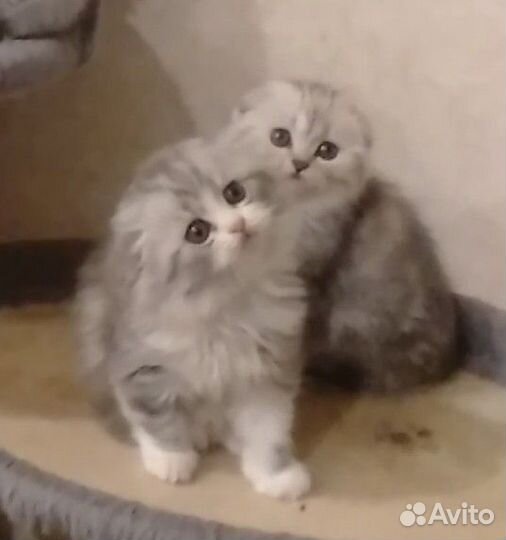Шотландские котята