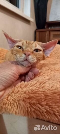 В разведение кошка или в любимцы