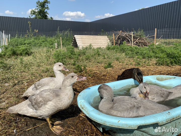 Индоутята Мускусные утята. Тяжелые линии