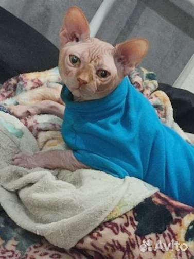 Канадский сфинкс вязка