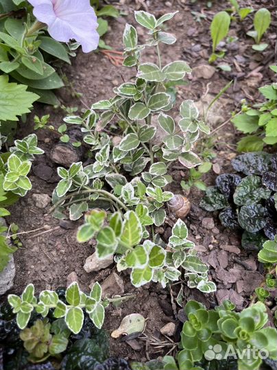 Кизильник Даммера.Стефанандра.бересклет.Дерен