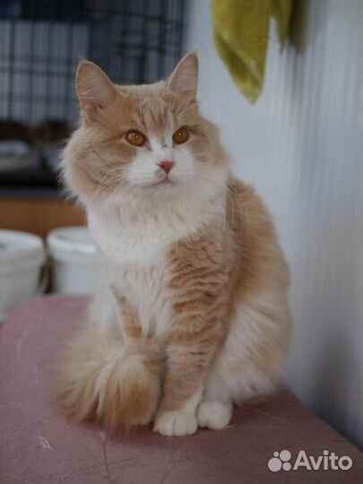 Кот ищет дом