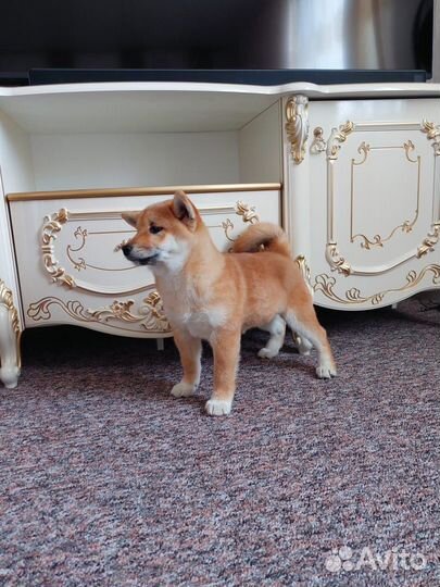 Щенки сиба ину