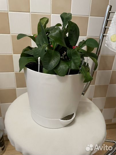 Молочай. Терновый Венец