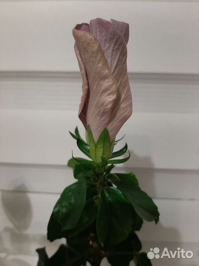 Гибискус сортовой