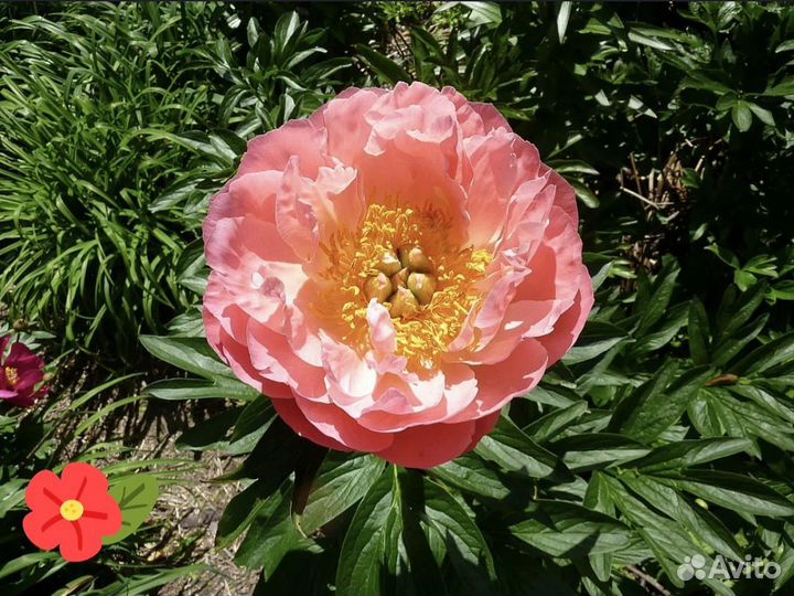 Пионы Корни Саженцы Пинк Гавайан Корал