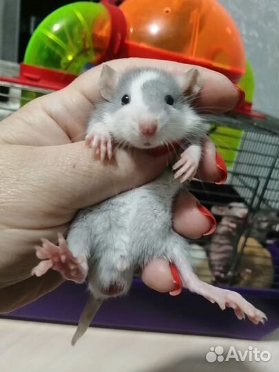 Крыса крысята дамбо