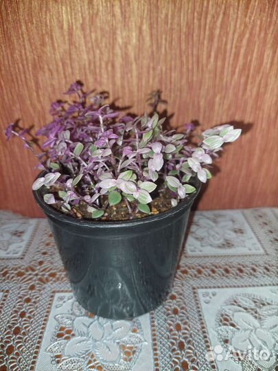 Каллизия розовая