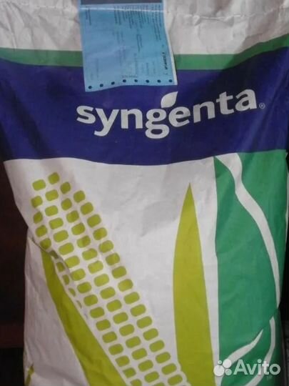 Семена кукурузы