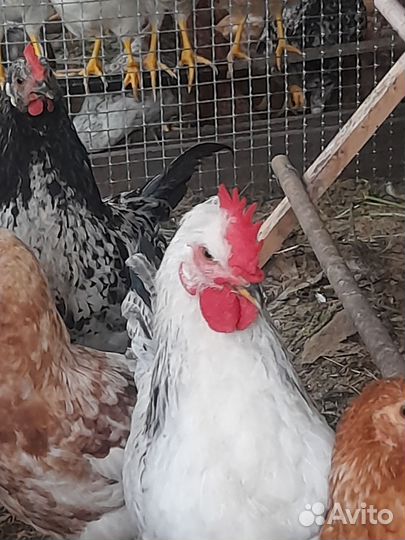 Петух адлеровский серебристой породы