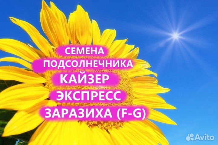 Семена подсолнечника Кайзер Экспресс Гибриды