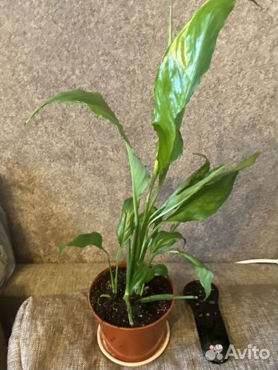 Спатифиллум